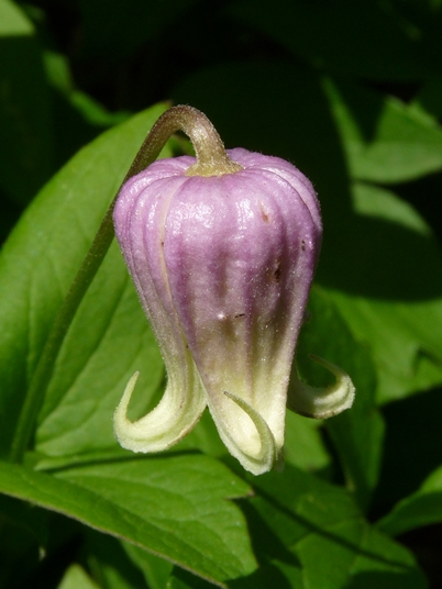 {Clematis flaccida}